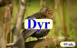 Dyr