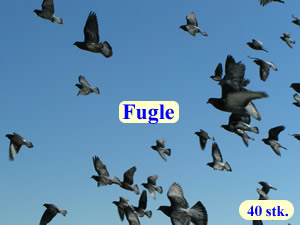 Fugle
